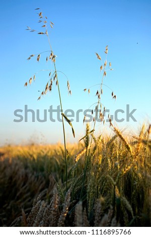 dry wild oat head avena fatua weed on the barley field