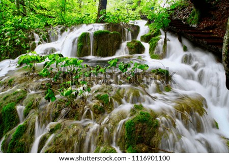 Green plants surrounded by running creek water (long-exposure pictures in Plitvice national park, Croatia)