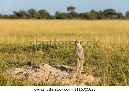 Meerkat standing in front of his hole