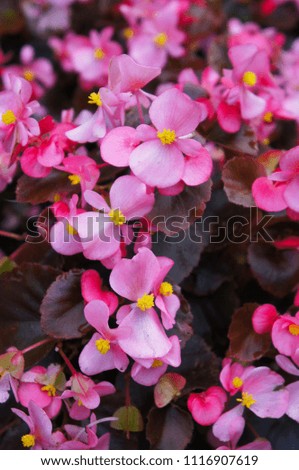 Begonia semperflorens many pink flowers
