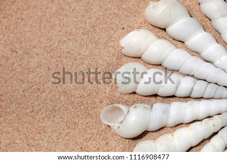 bright summer background closeup - photography of four many white white spiral shells, put in a circle, on a light sand, outdoors on a sunny day, on Atlantic ocean coast in the Gambia, Africa