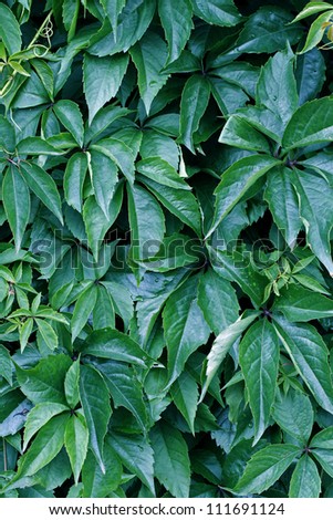 Natural background from climbing plants