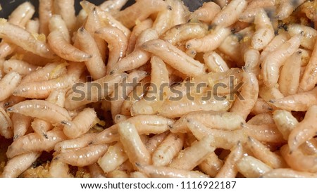 Many living larvae for fishing,maggots, bait, worms Royalty-Free Stock Photo #1116922187