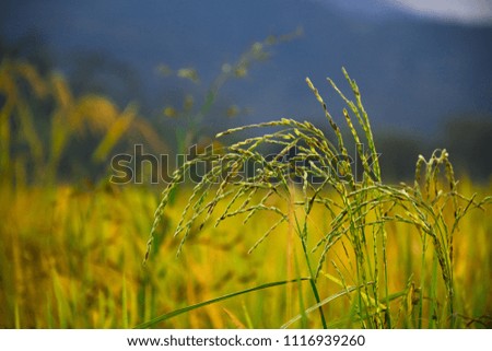Rice planting with background mountains in the late afternoon. Joinville - Santa Catarina - Brazil