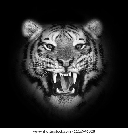 Close up Tiger face, isolated on black background. Royalty-Free Stock Photo #1116946028