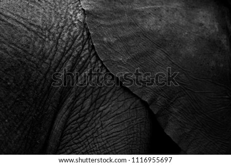 Elephant Skin Africa