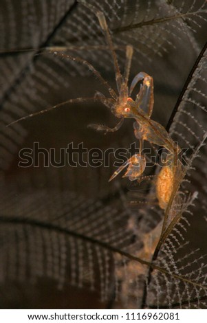 Skeleton Shrimp (Caprella spp.) carrying the eggs. Picture was taken in Anilao, Philippines