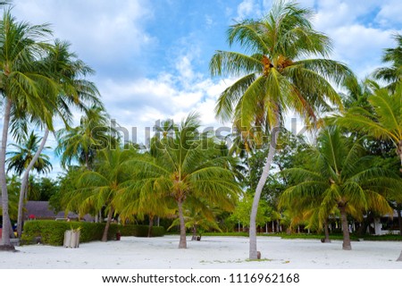 Summer concept , Coconut tree on the beach white sand and turquoise sea color at maldives on the weekend holidays