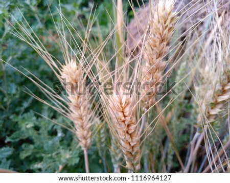 yellow ear with grain. Agriculture concept.