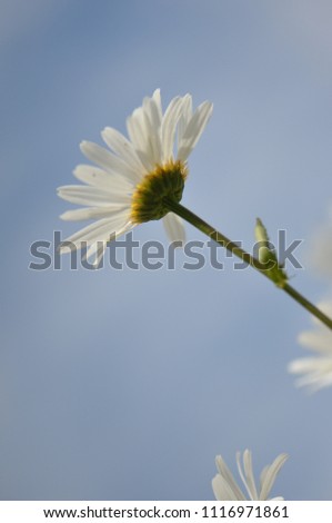 Close up of a daisy viewed from underneath with the sky in the background