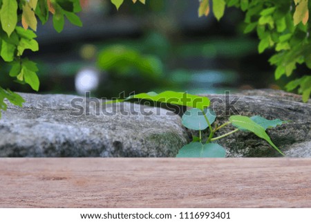 natural backgrounds old empty wooden table above the tree blurred with bokeh background and green from nature For product editing