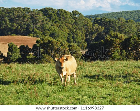 jersey dairy cows feeding on grass paddock surrounded hills and trees