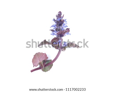 Garden cover with blue inflorescences on a whote background