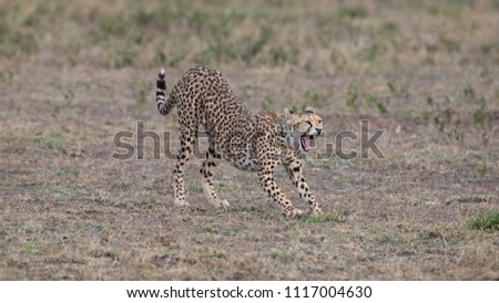The cheetah is stretching. These are good picture of wildlife. Photo were taken on short distance and with excellent light.