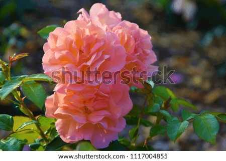 pink roses on the flowerbed