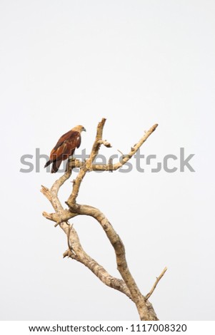 Brahminy kite sitting on a tree top