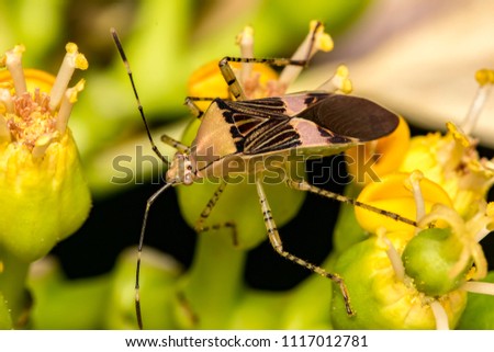 bedbug on flower close-up photo - Chinch macro photo
