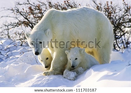Polar bear with her twin cubs of the year. Canadian Arctic Royalty-Free Stock Photo #111703187