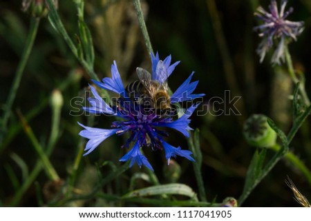Close up picture of a cornflower and a bee collecting pollen.