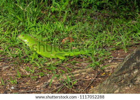 green Iguana in Fort de France - Martinique