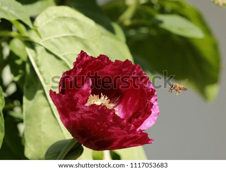 Bee on Poppy