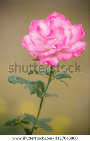 Pink rose in garden, Single pink rose in the garden, Love emotion symbol, beauty in nature, selective focus