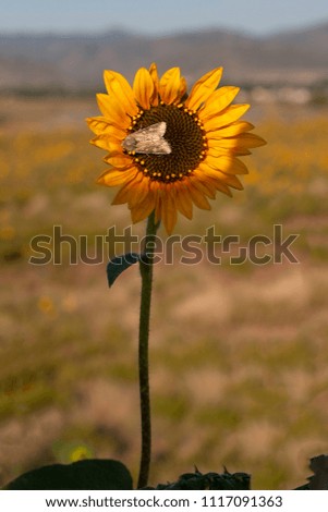 Sunflower with mountains in the back
