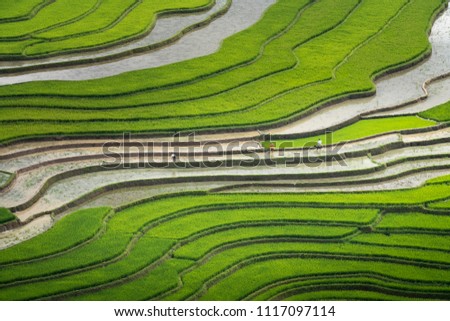 The image is as beautiful as the oil painting of terraced field. Curved lines of Terraced rice field during the watering season at the time before starting to grow rice in Mu Cang Chai