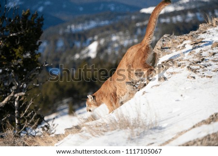 Mountain Lion in The Rocky Mountains