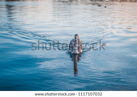Beautiful swan swimming in the lake with blue dark background.