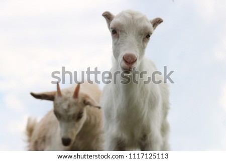 Two little goats on the blue sky background 