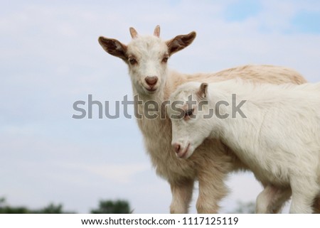 Two little goats on the blue sky background,  