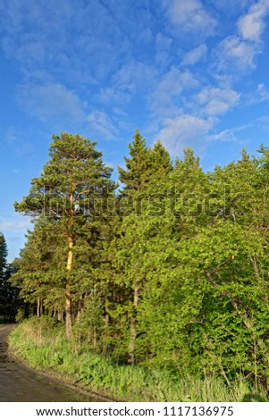 Summer landscape on the edge of a forest on a hot day