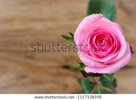 beautiful pink rose with blurred wooden background with copy space