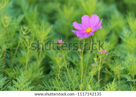 close up of cosmos flowers in the garden