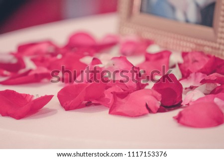 Rose petal pastel color background in concept love memory