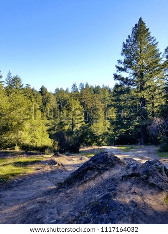 Redwood National Park in Northern California: Multiple Nature Pictures Close, Far, and Wide Angle