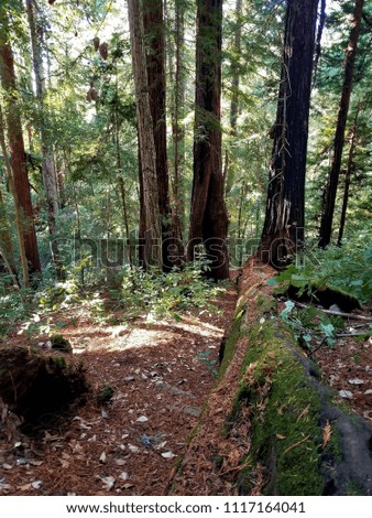 Redwood National Park in Northern California: Multiple Nature Pictures Close, Far, and Wide Angle