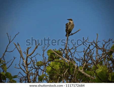 A Galápagos mockingbird keeping watch from a tree branch