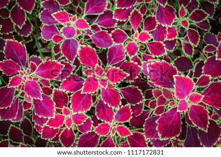 Beautiful pattern and multicolored leaves of Coleus or Painted Nettle or Flame Nettle species background are ornamental in the garden