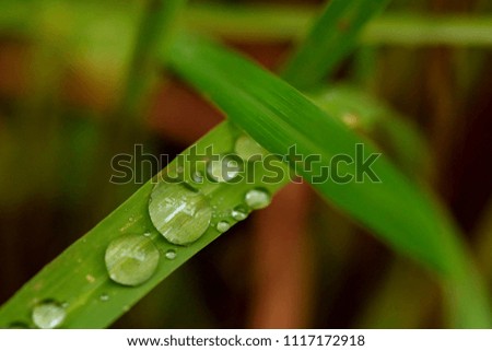Green leaf with drops of water
