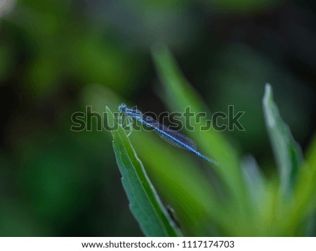 blue dragonfly anisoptera