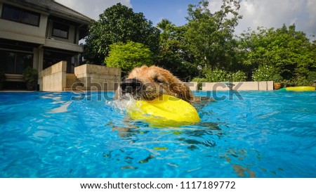 Golden Retriever (Dog) Exercises in Swimming Pool Royalty-Free Stock Photo #1117189772