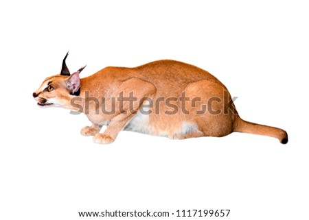 Caracal cat,kitty 8 month isolate on background,copy space, technical closed up.Clipping path.