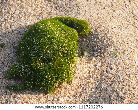 Small island close up on sandy beach, Wild green weed macro 