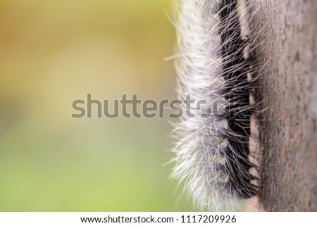 black caterpillar worm (Eupterote tetacea) with white hair, and holding on tree