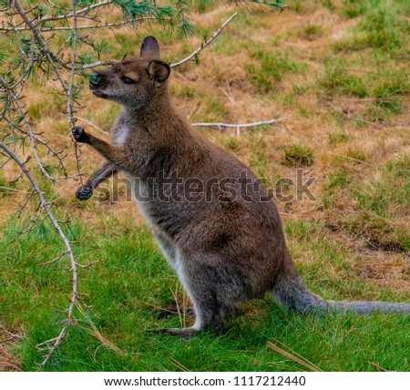 Baby kangaroo trying to eat