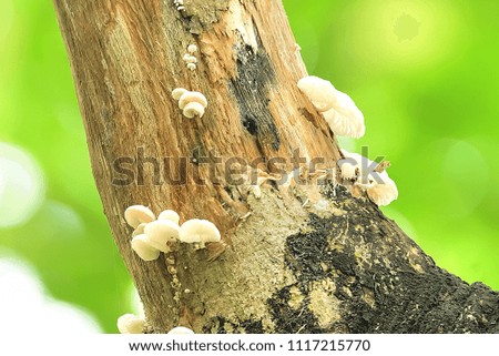 Mushrooms are growing on branches without the need for soil.