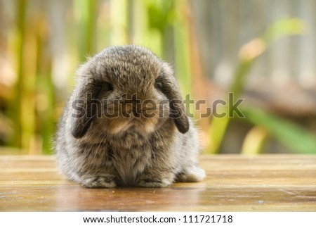 Very young holland lop rabbit sitting on wood floor in the garden