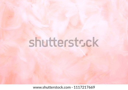 Beautiful solf pink feather texture background